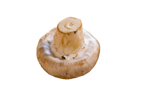 Pieczarka przemysłowa 